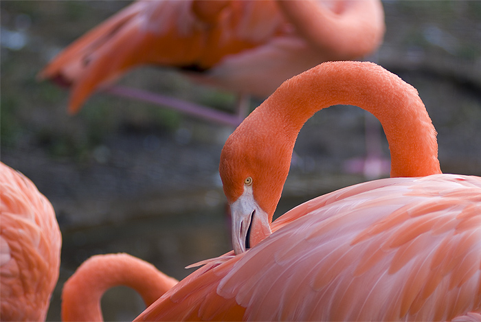 ueno zoo flamingo